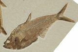 Two Detailed Fossil Fish (Diplomystus) - Wyoming #240373-1